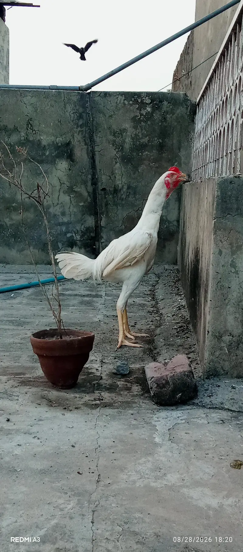 Aseel Murga — photo 9