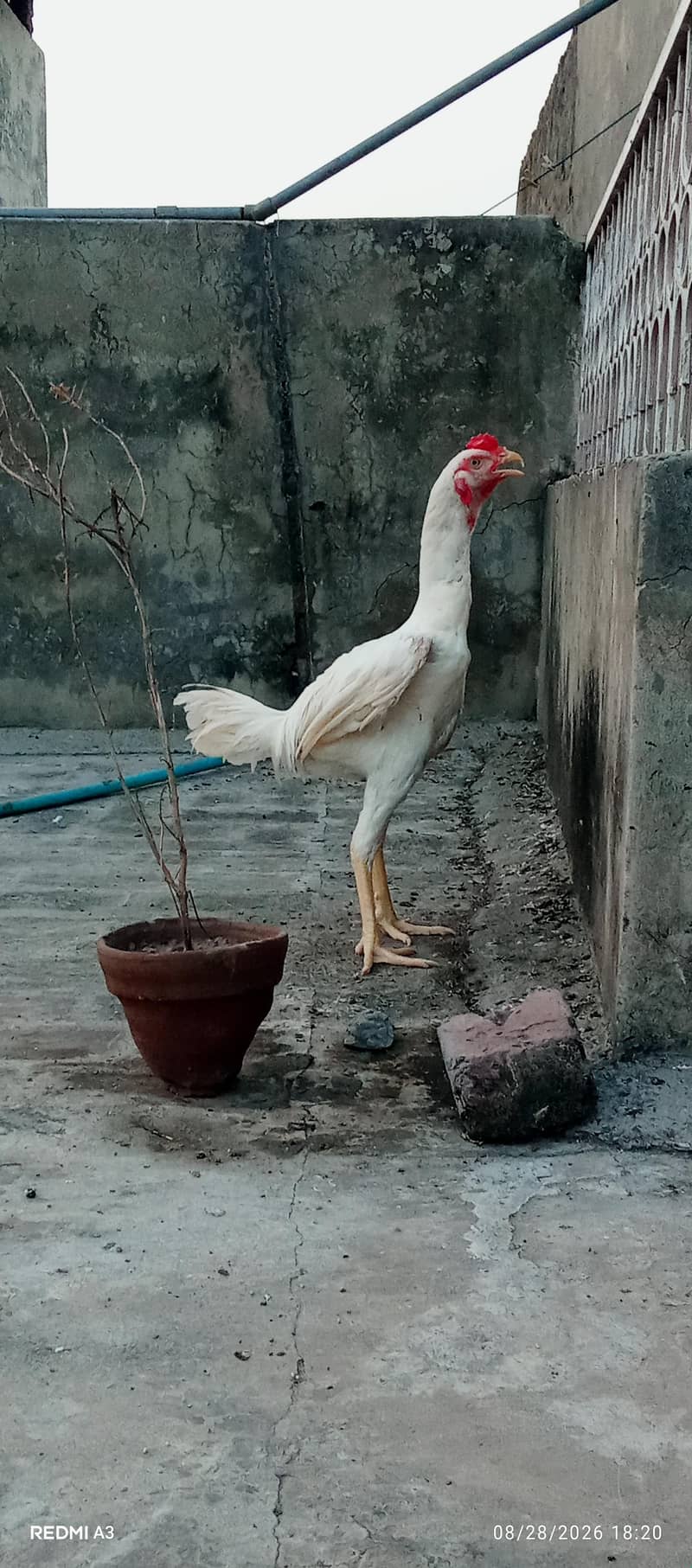 Aseel Murga 9