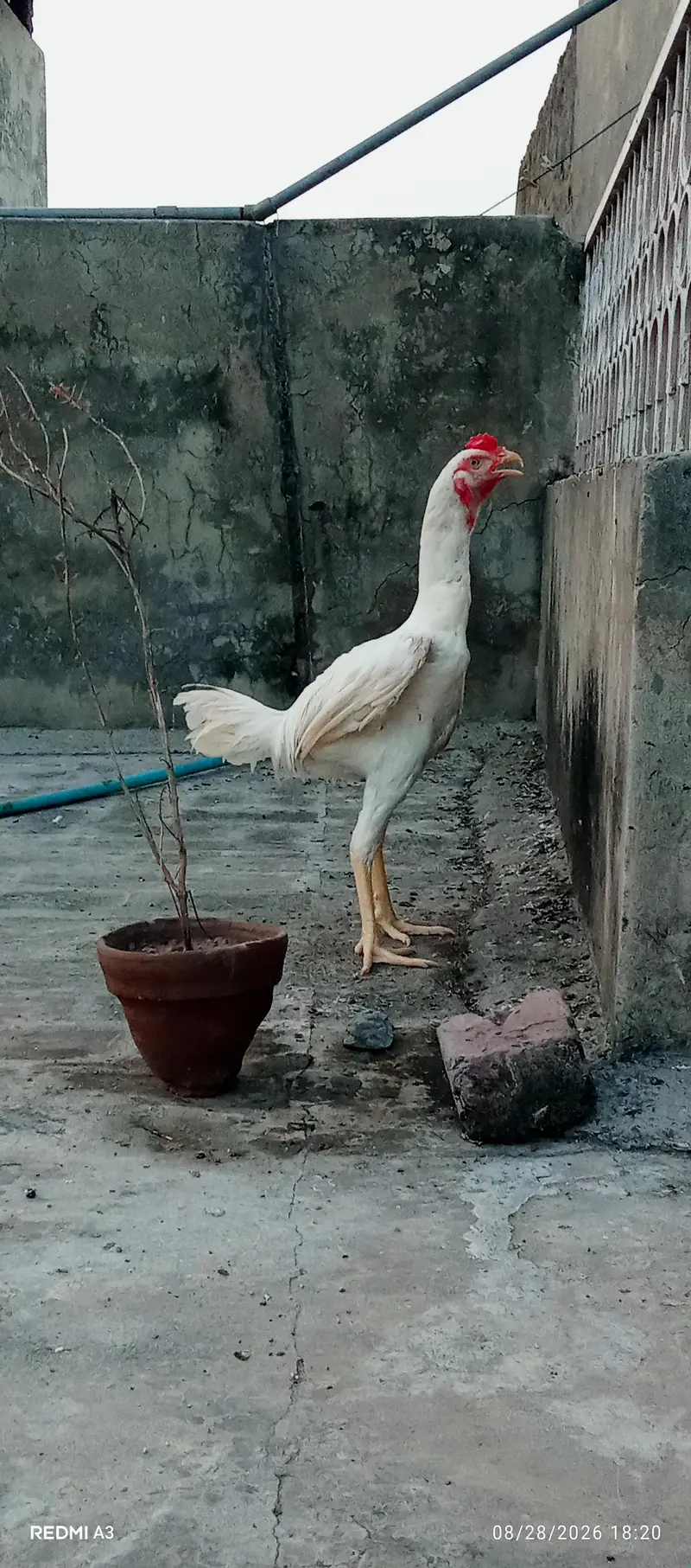 Aseel Murga — photo 10