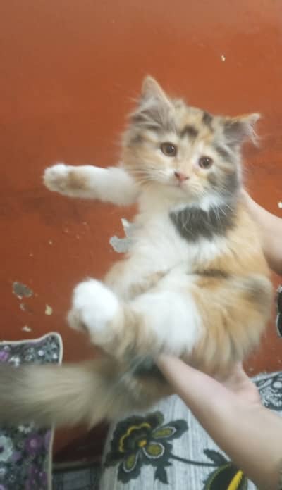Healthy & Friendly House Female Cat Available