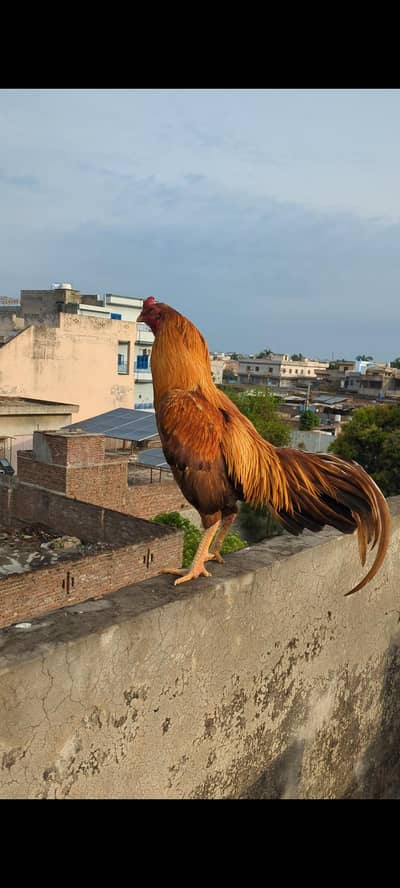 Pure Maiwali Bird  Yellow Color