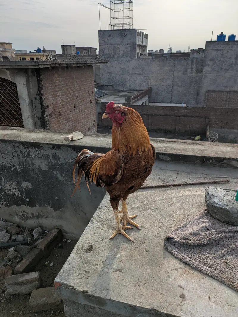 Pure Maiwali Bird  Yellow Color — photo 2