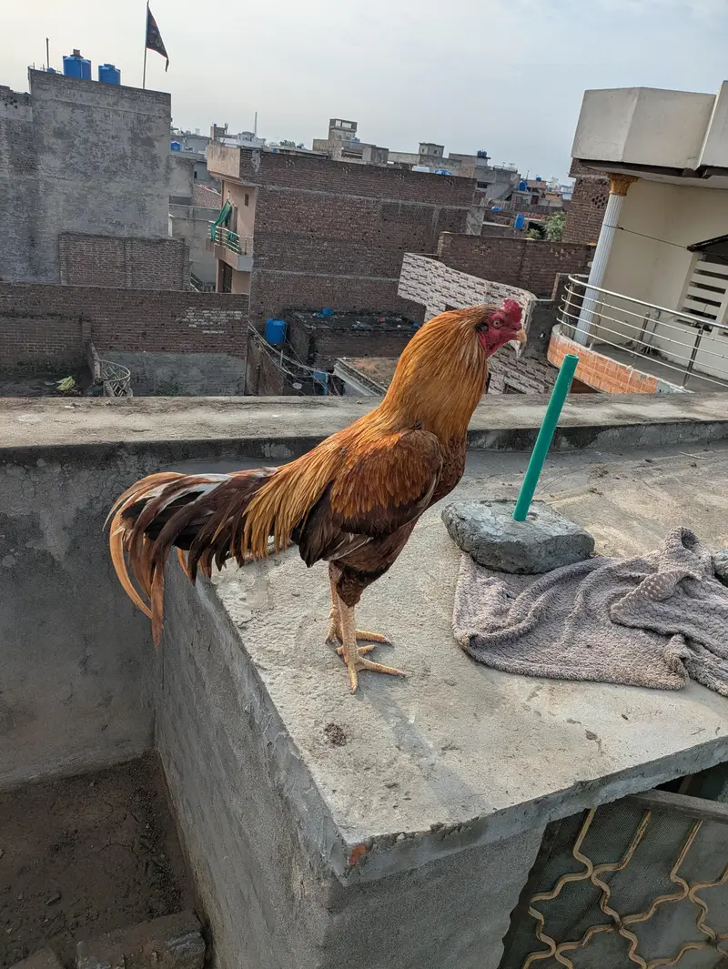 Pure Maiwali Bird  Yellow Color — photo 3