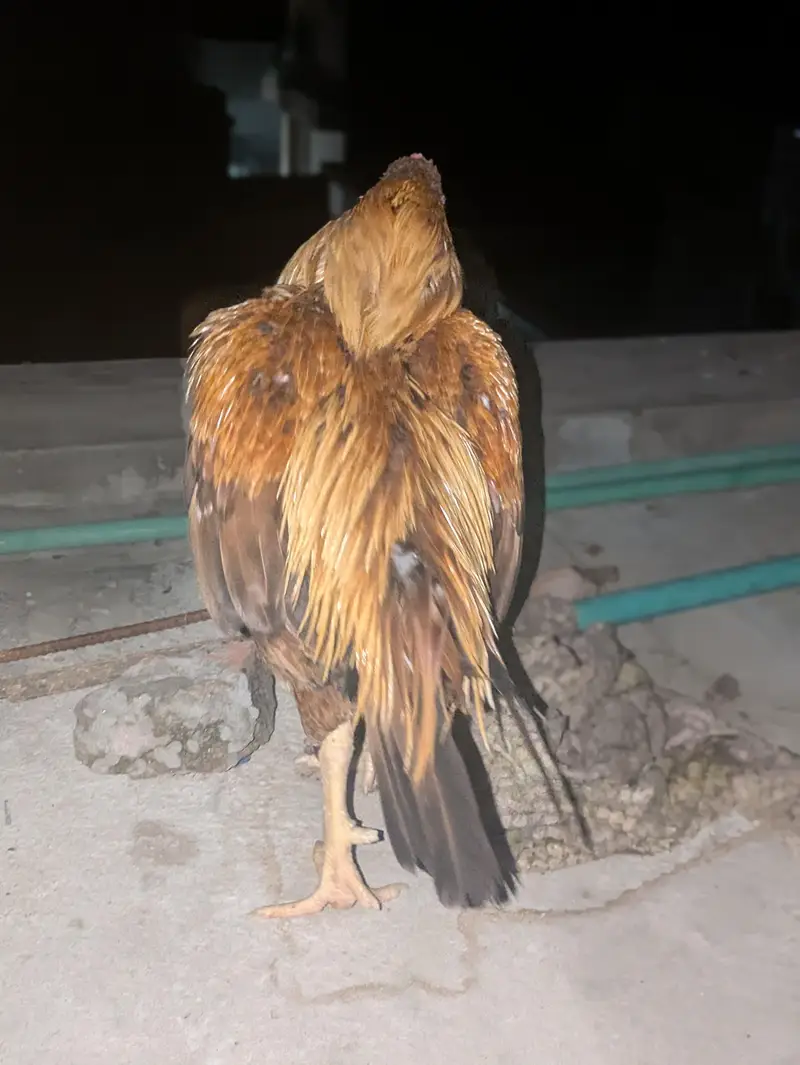 Pure Maiwali Bird  Yellow Color — photo 4
