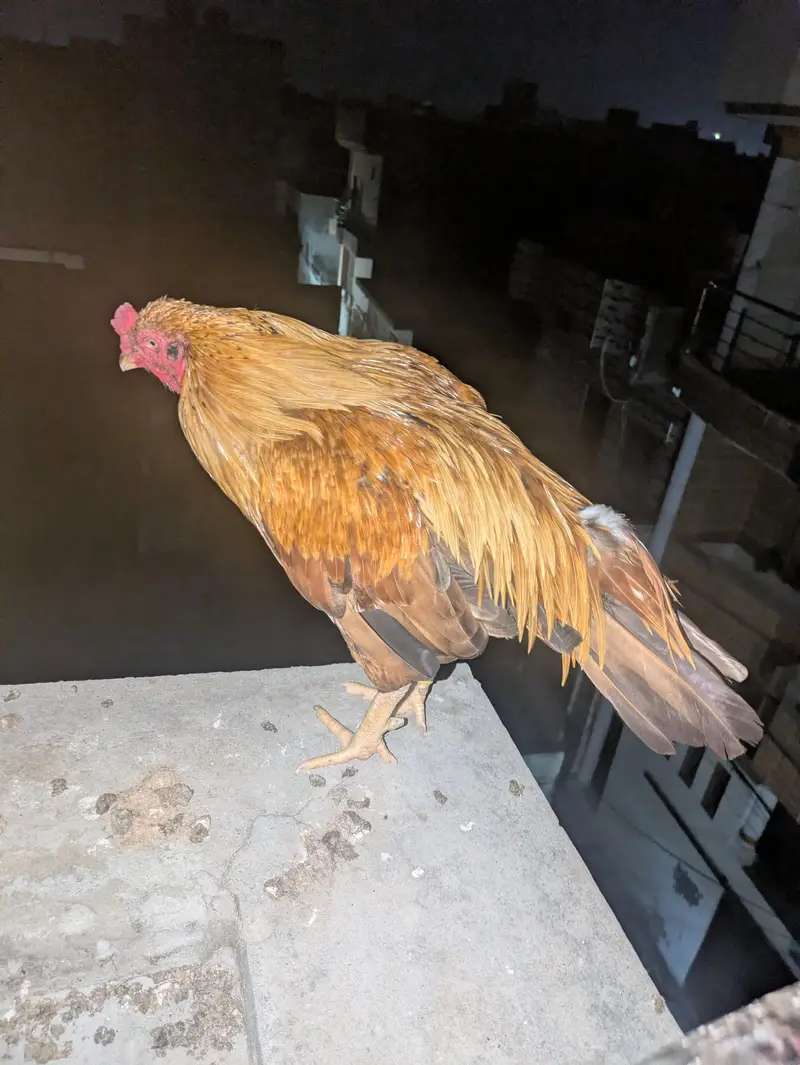 Pure Maiwali Bird  Yellow Color — photo 5