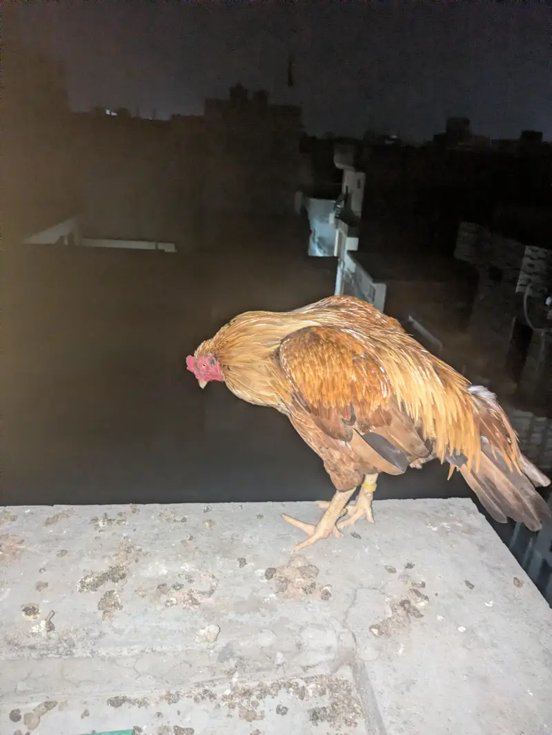 Pure Maiwali Bird  Yellow Color — photo 6