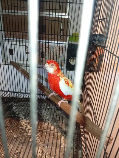 Rubino Rosila breeder female with dna