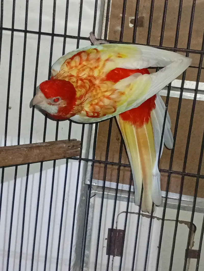 Rubino Rosila breeder female with dna — photo 2
