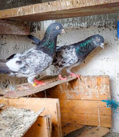 salaray royal tady kabli pair for sale .