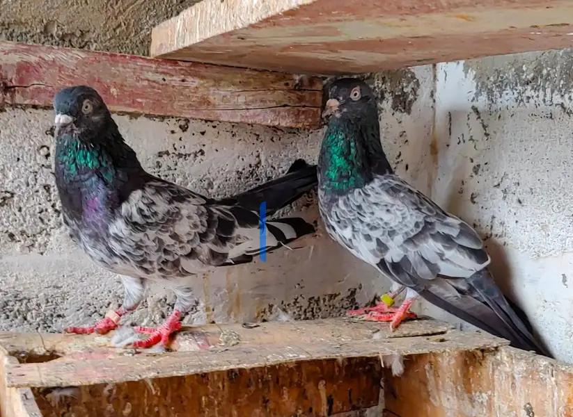 salaray royal tady kabli pair for sale . — photo 2