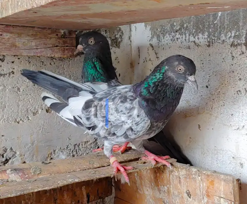 salaray royal tady kabli pair for sale . — photo 3
