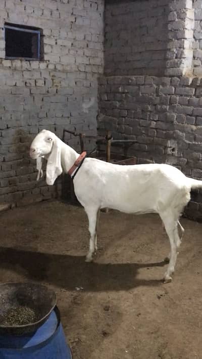 Mashallah both achi bakri hai WhatsApp per contact kary please
