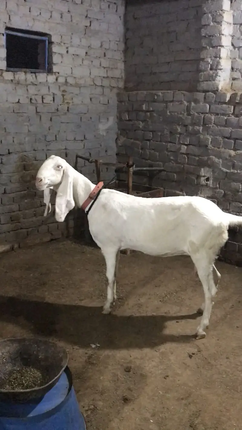 Mashallah both achi bakri hai WhatsApp per contact kary please