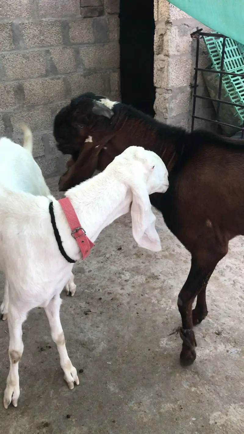 Mashallah both achi bakri hai WhatsApp per contact kary please — photo 2