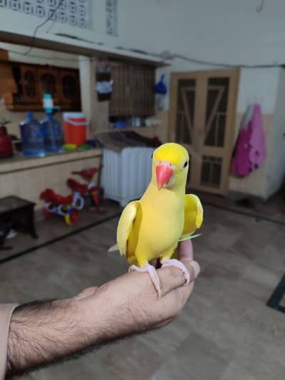 yellow parrot for sale hand taimed
