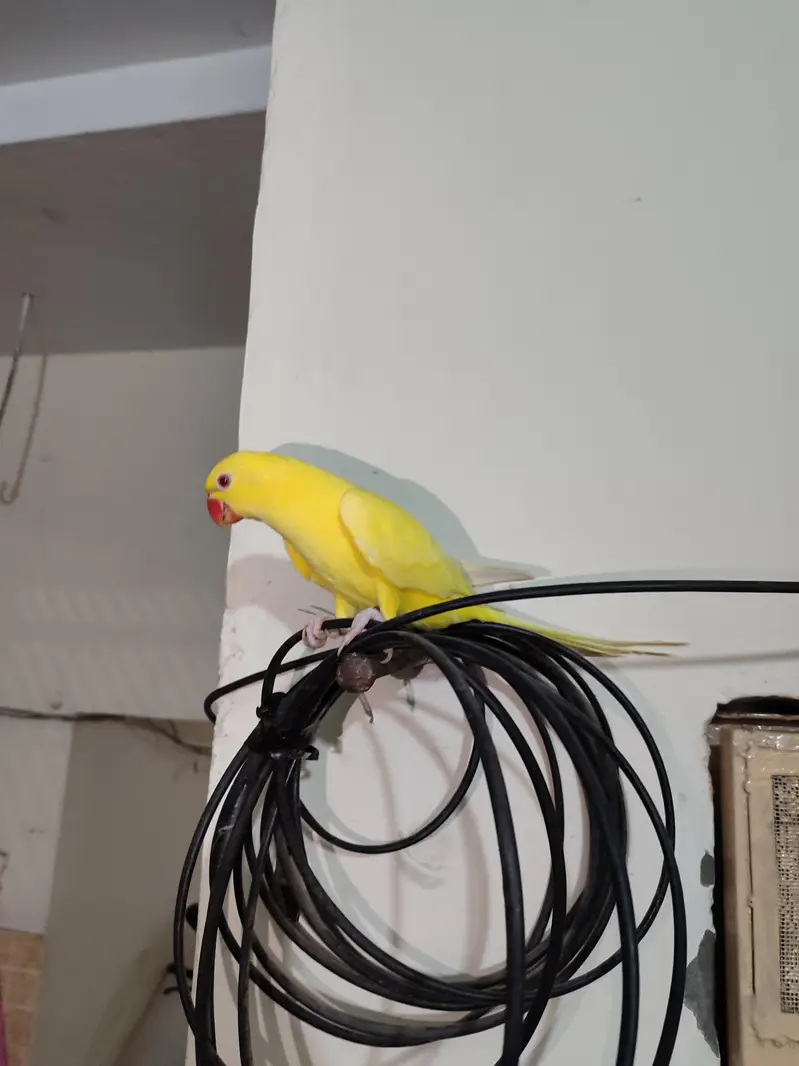 yellow parrot for sale hand taimed — photo 2