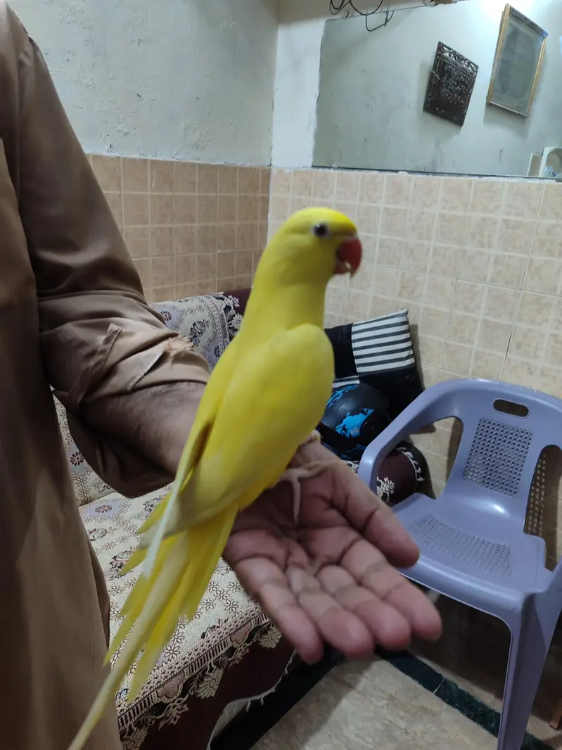 yellow parrot for sale hand taimed — photo 3