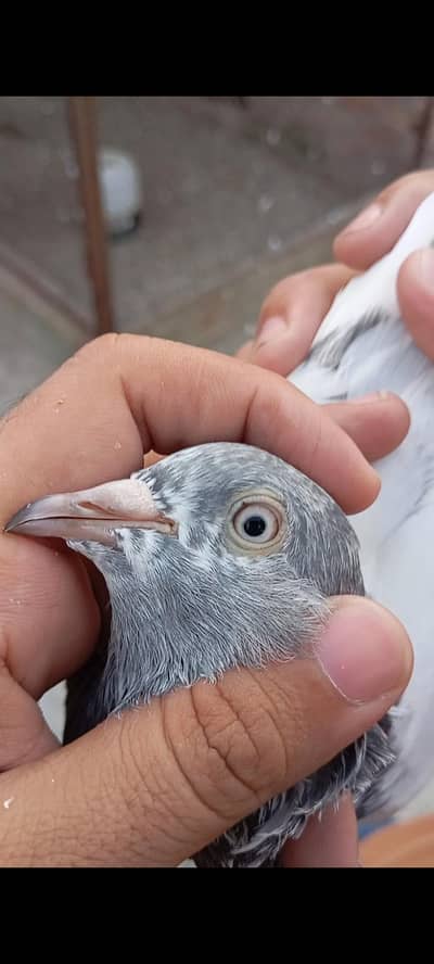 breedar Birds