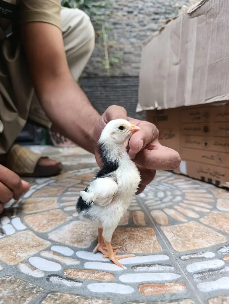 German King shamo chicks — photo 4