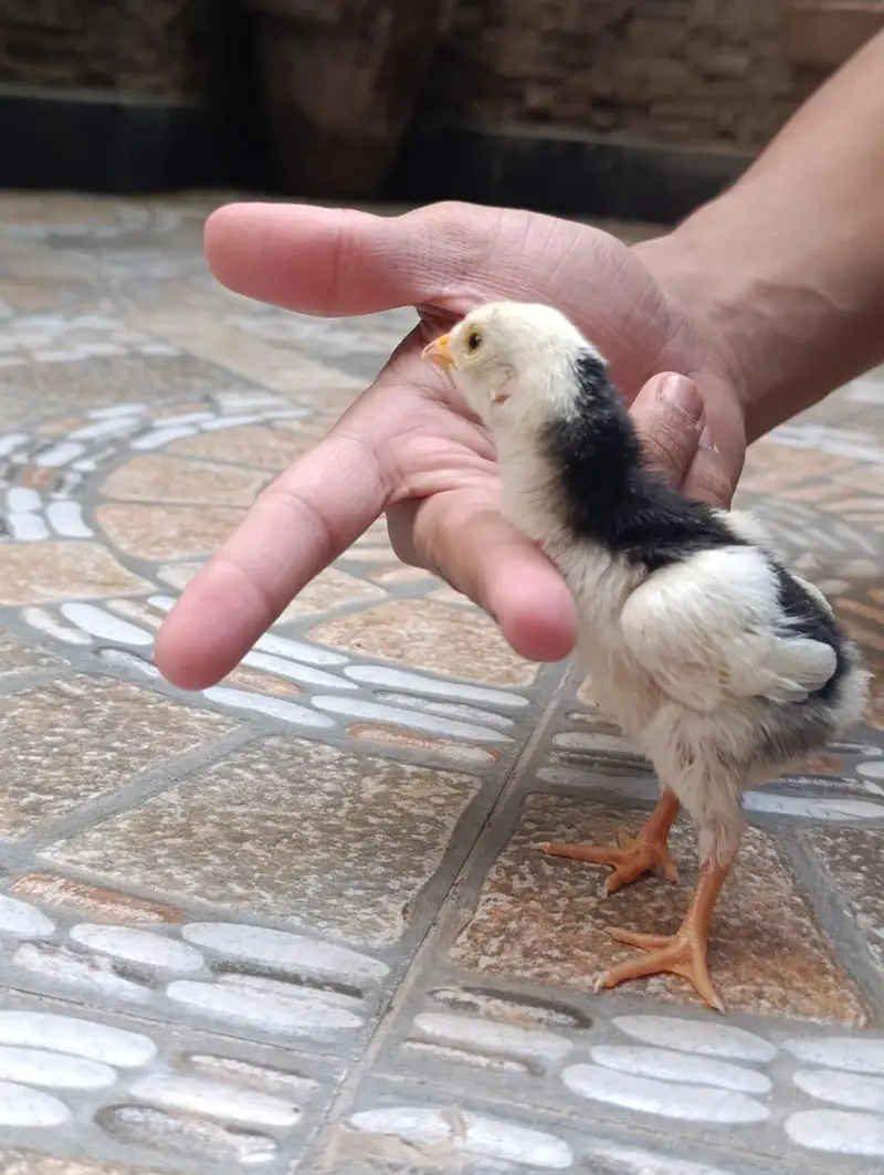 German King shamo chicks — photo 5