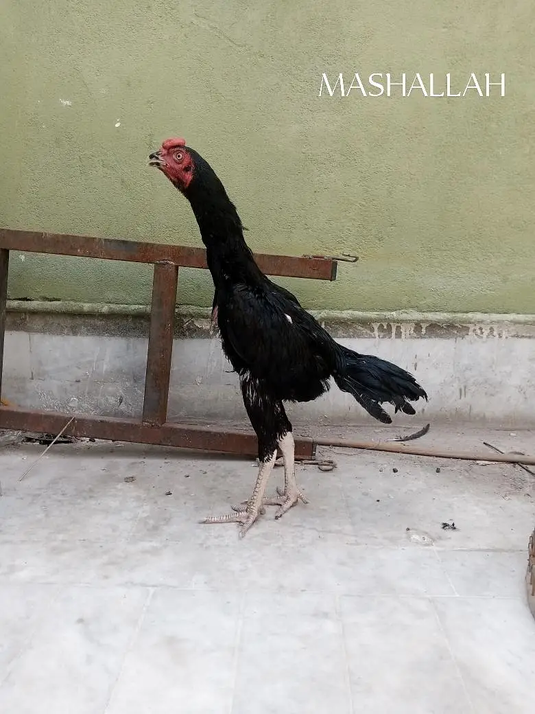 mushka aseel pair — photo 3