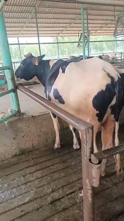 Pregnant cow for Sale| Cross breed