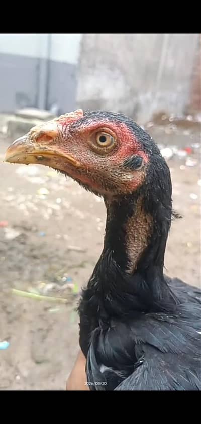 Muska lasni 2 male 1 female for sale jor band choras naliya