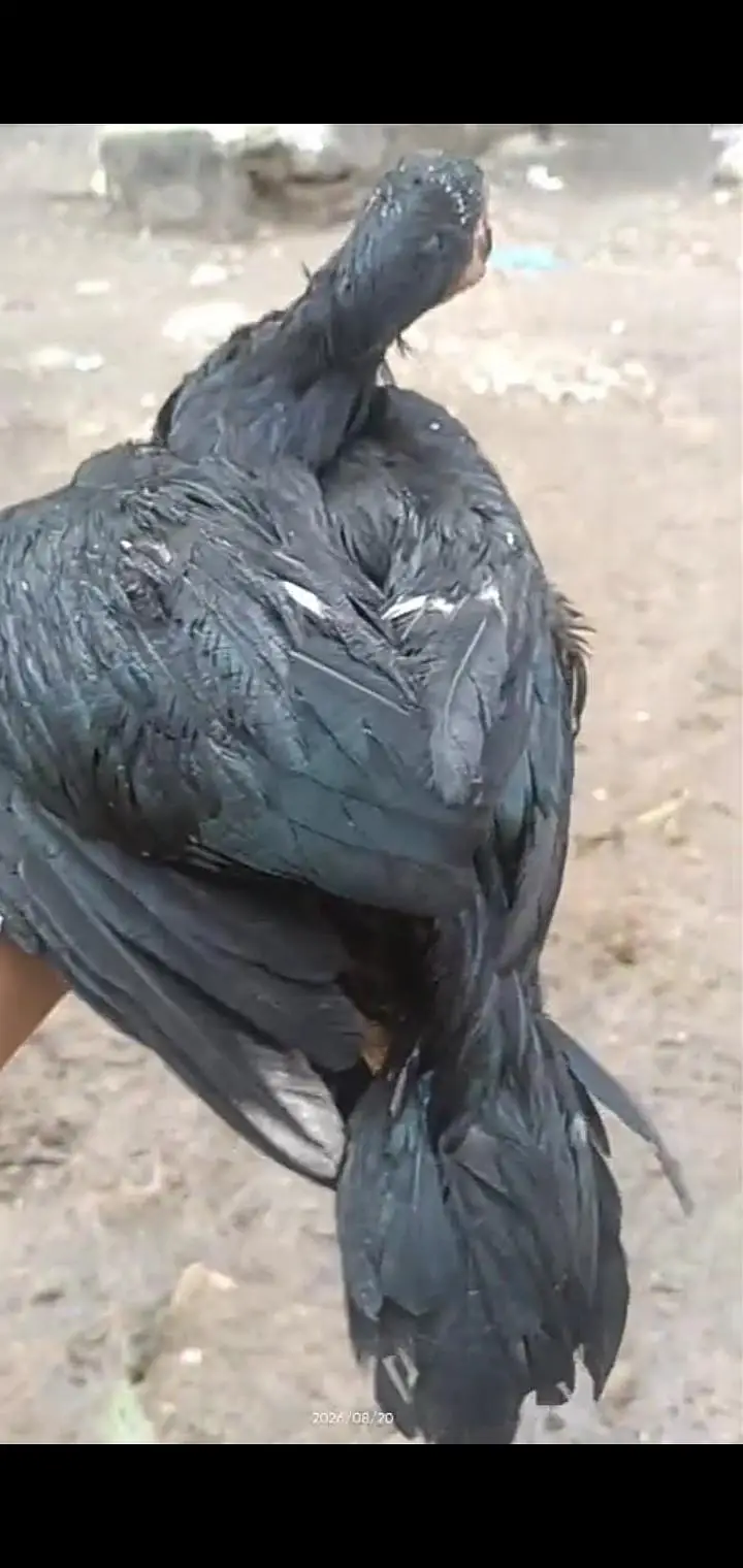 Muska lasni 2 male 1 female for sale jor band choras naliya — photo 2