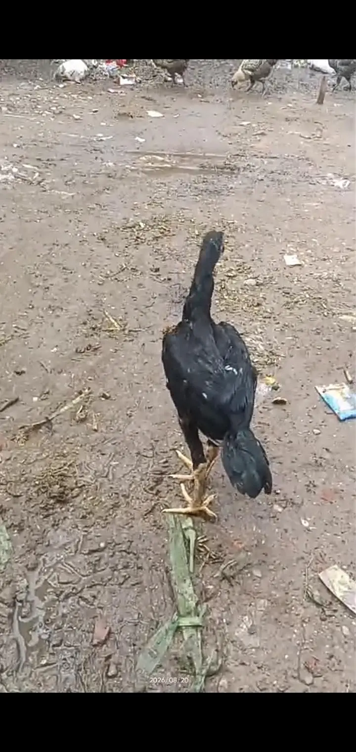 Muska lasni 2 male 1 female for sale jor band choras naliya — photo 3