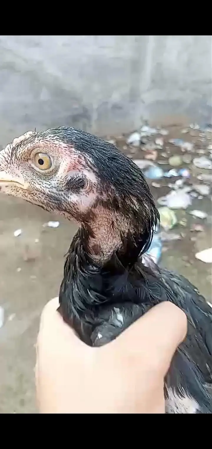 Muska lasni 2 male 1 female for sale jor band choras naliya — photo 4