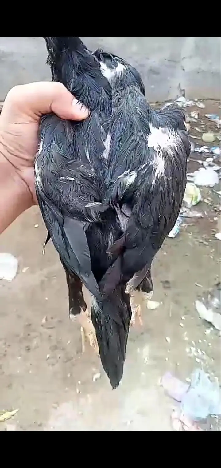 Muska lasni 2 male 1 female for sale jor band choras naliya — photo 5