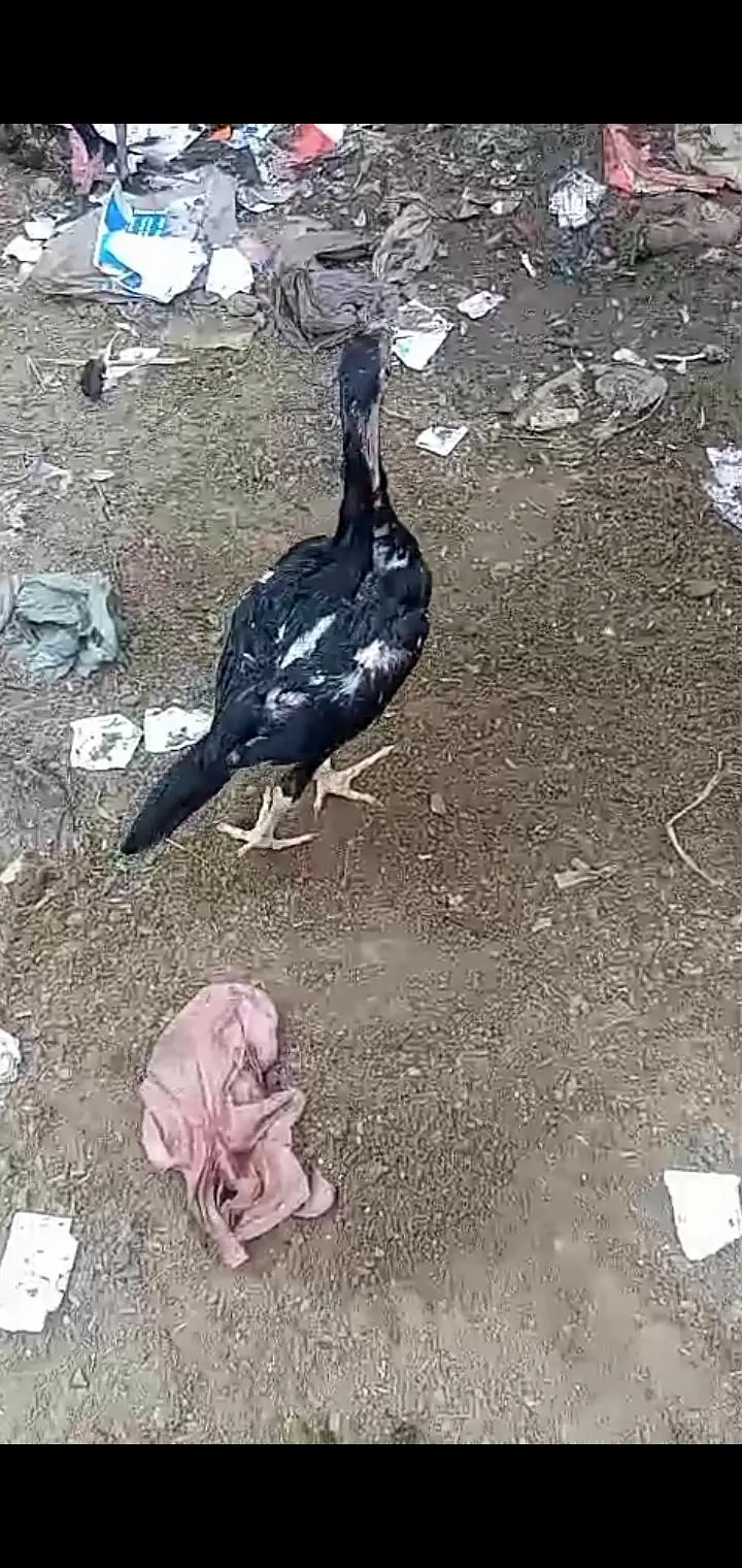 Muska lasni 2 male 1 female for sale jor band choras naliya — photo 6