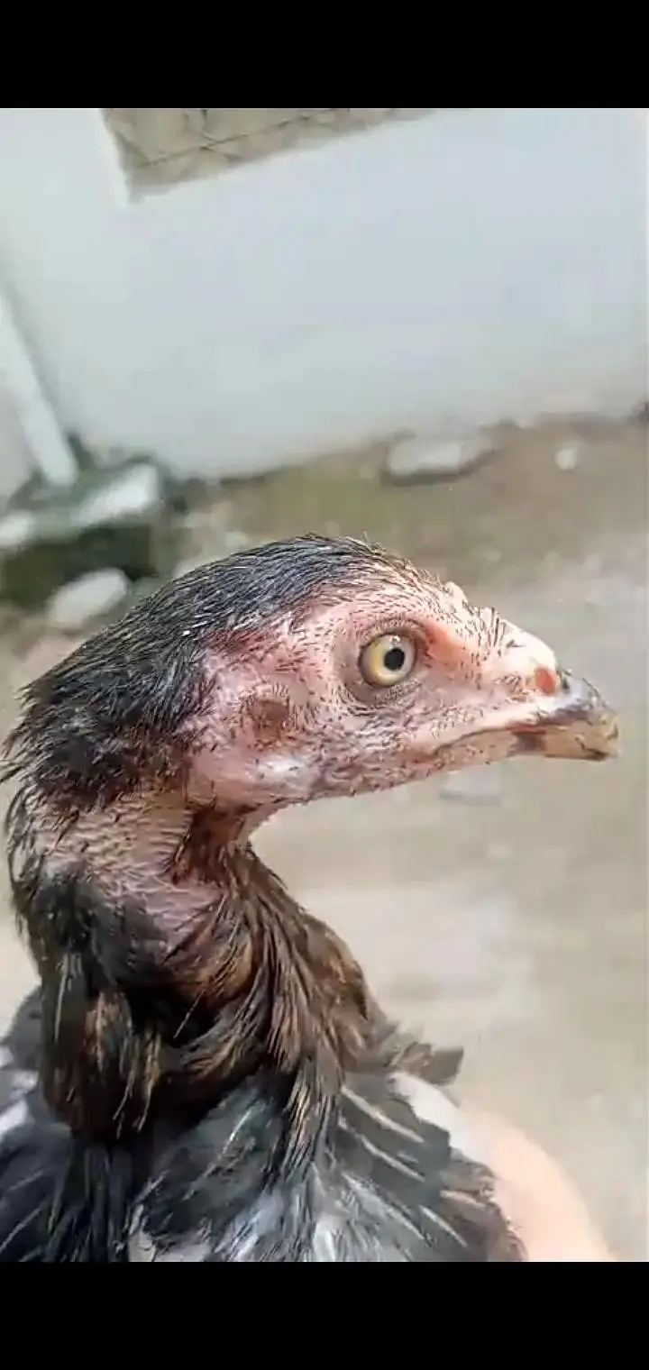 Muska lasni 2 male 1 female for sale jor band choras naliya — photo 7