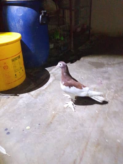 selling kabootar