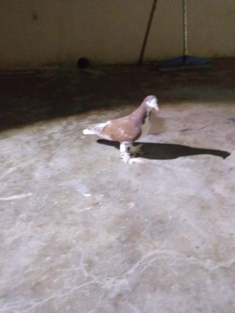 selling kabootar — photo 2