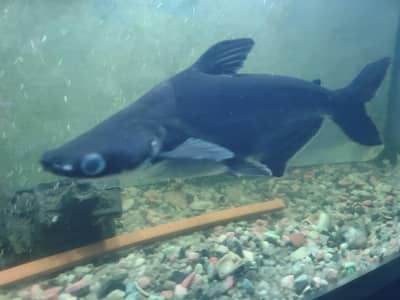 “Healthy 13 Inch Catfish  – For Sale”