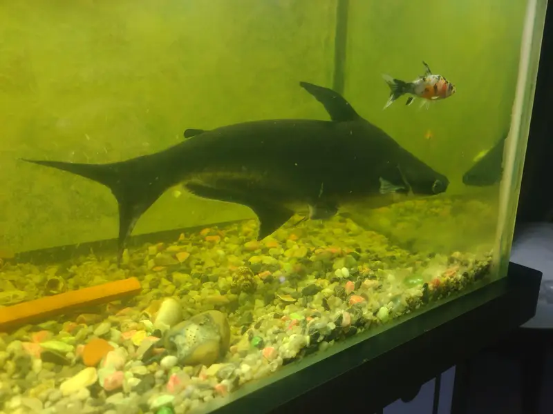 “Healthy 13 Inch Catfish  – For Sale” — photo 2