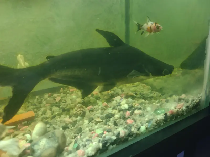 “Healthy 13 Inch Catfish  – For Sale” — photo 3