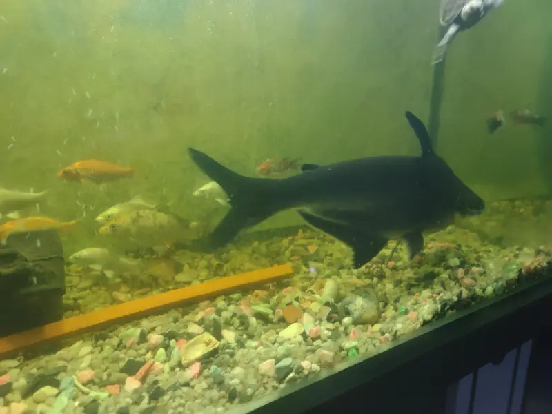 “Healthy 13 Inch Catfish  – For Sale” — photo 4