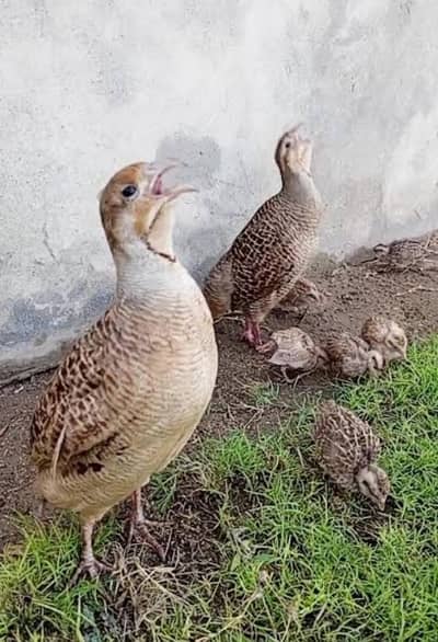 irani breeder pair for sell breeder pair for sell