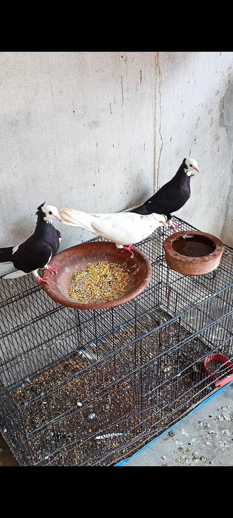 سورج مکھی 2