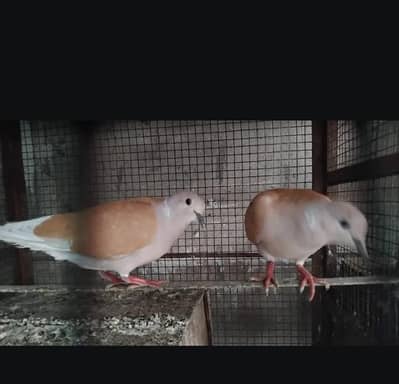 Brown Dove for sale only serious buyers send messages