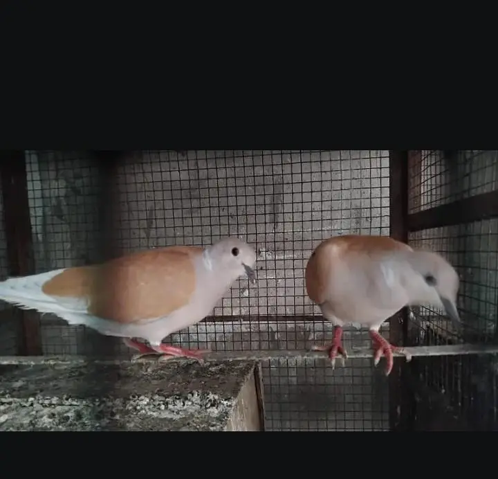 Brown Dove for sale only serious buyers send messages
