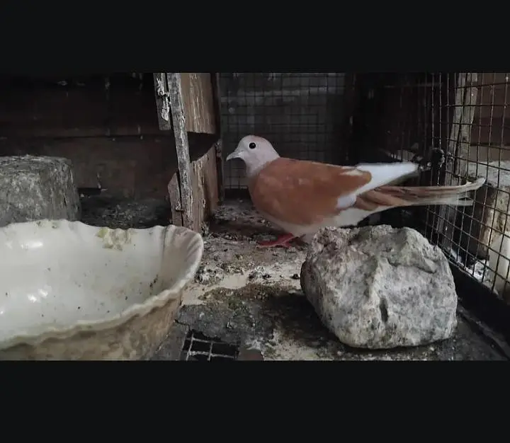 Brown Dove for sale only serious buyers send messages — photo 2