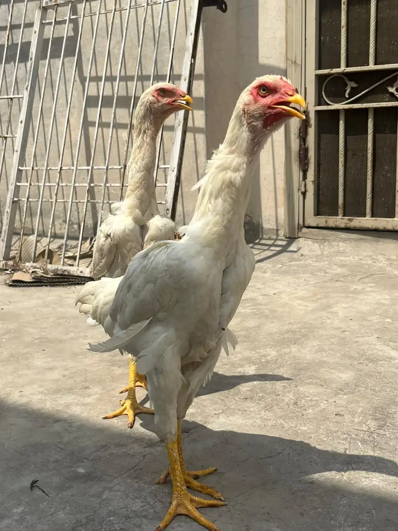 White oh Shamoo top quality females — photo 2