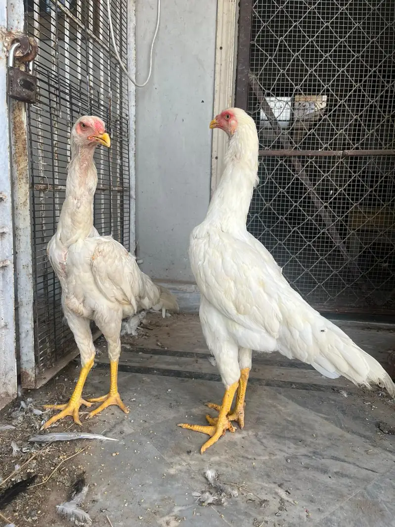 White oh Shamoo top quality females — photo 3