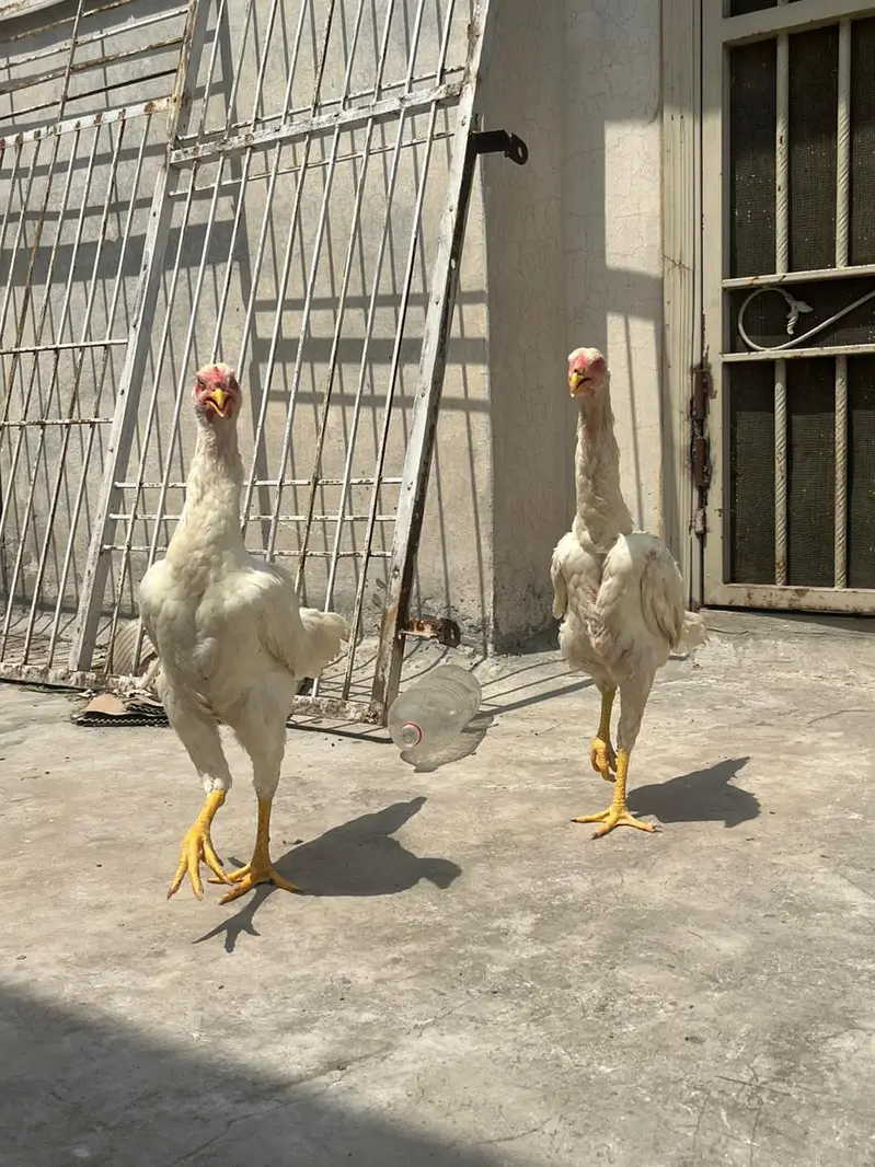White oh Shamoo top quality females — photo 4