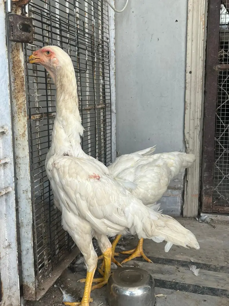 White oh Shamoo top quality females — photo 5