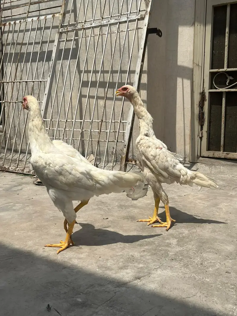 White oh Shamoo top quality females — photo 6