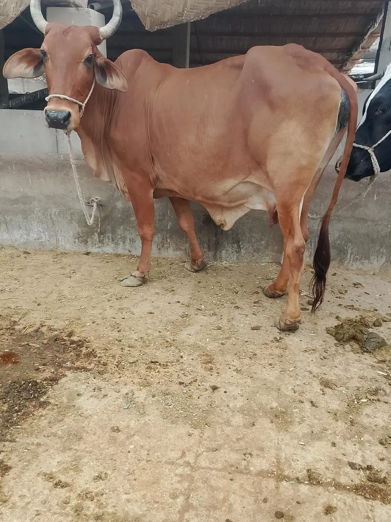 dasi gahen mash Allah achi nasal ki abi 18jul ko ceras ki hai gabin ha — photo 2
